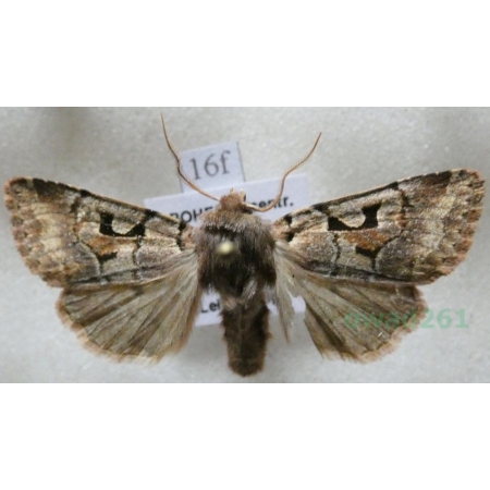 Orthosia gothica (Linnaeus, 1758) Piętnówka wiciokrzewka Czech16f